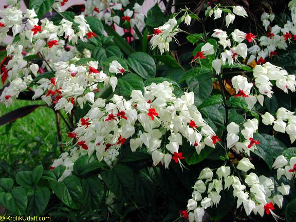 Clerodendrum Thomsoniae